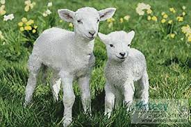 easter lambs